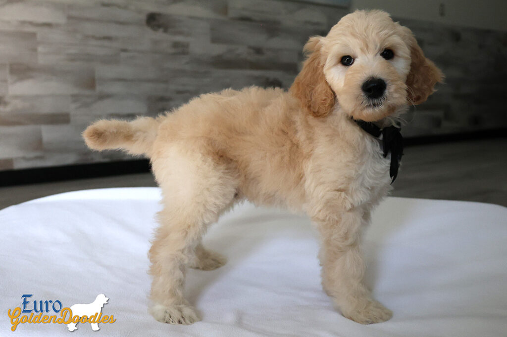 mrblack dolly brady may26 8wks2