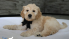 mrblack dolly brady may26 8wks5