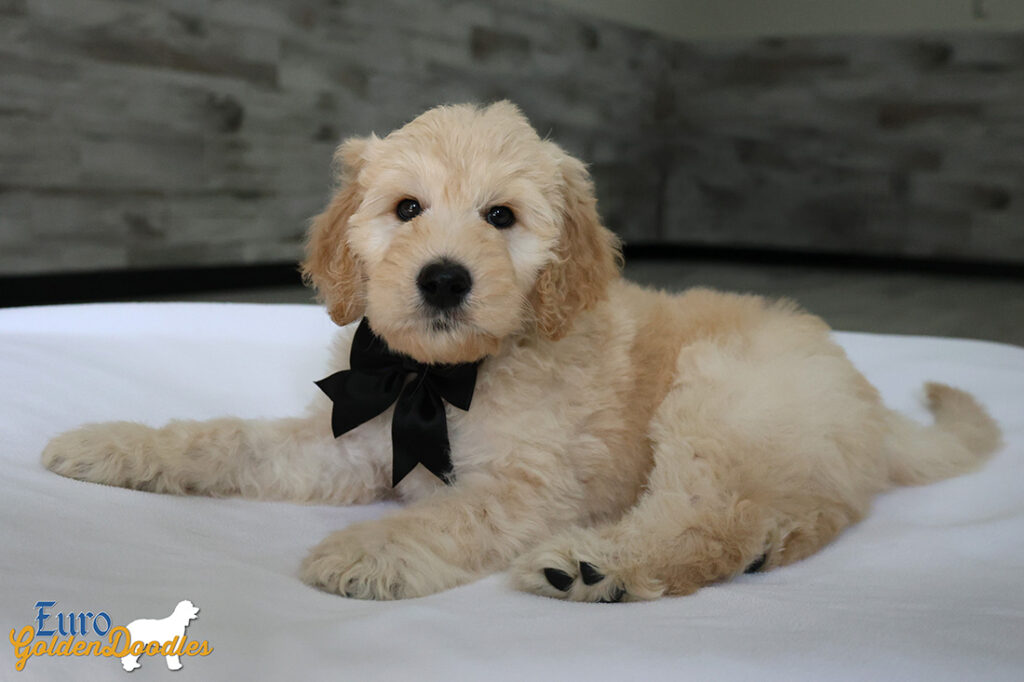 mrblack dolly brady may26 8wks5