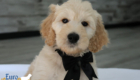 mrblack dolly brady may26 8wks6