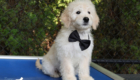 mrblack goldie enzo may26 12wks6