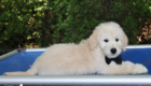 mrblack goldie enzo may26 12wks8