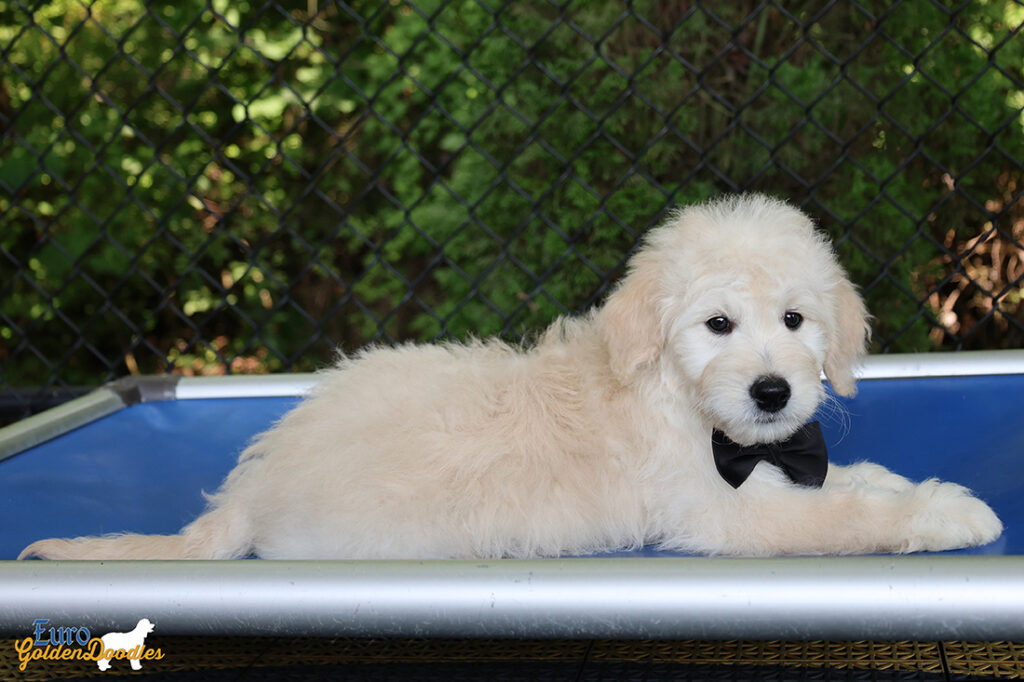 mrblack goldie enzo may26 12wks8