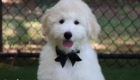 mrblack hazel enzo april26 16wks3