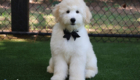 mrblack hazel enzo april26 16wks4