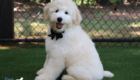 mrblack hazel enzo april26 16wks6