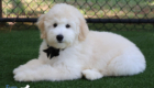 mrblack hazel enzo april26 16wks7