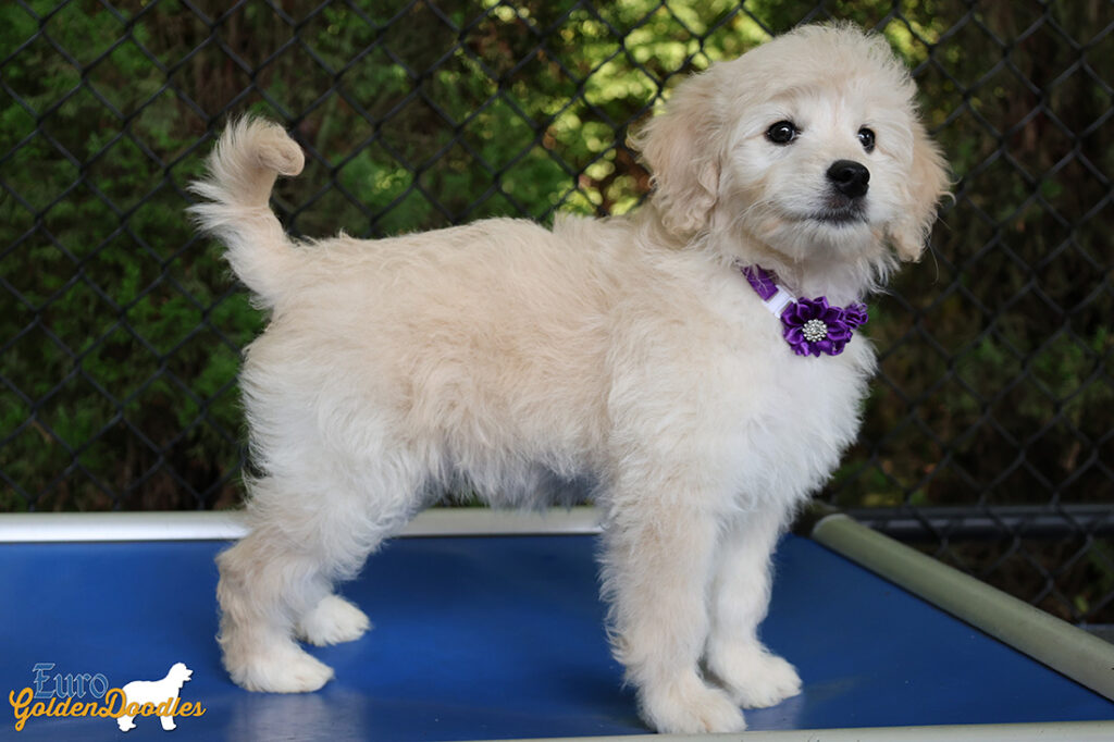 mrpurple goldie enzo may26 12wks2