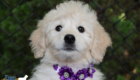 mrpurple goldie enzo may26 12wks4