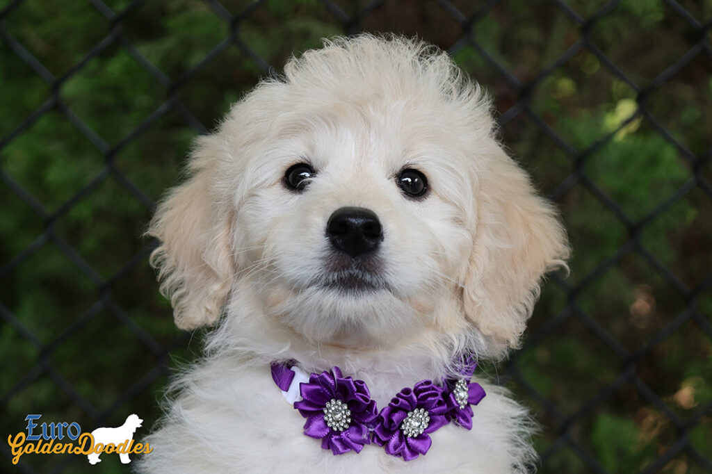 mrpurple goldie enzo may26 12wks4