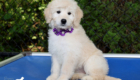 mrpurple goldie enzo may26 12wks6