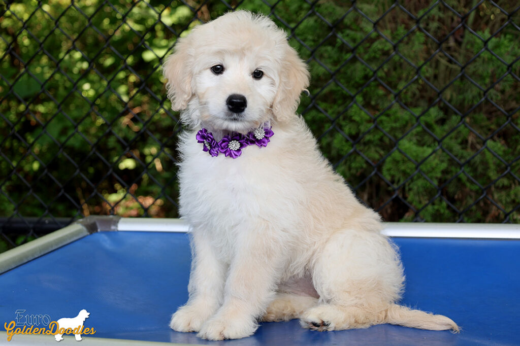 mrpurple goldie enzo may26 12wks6