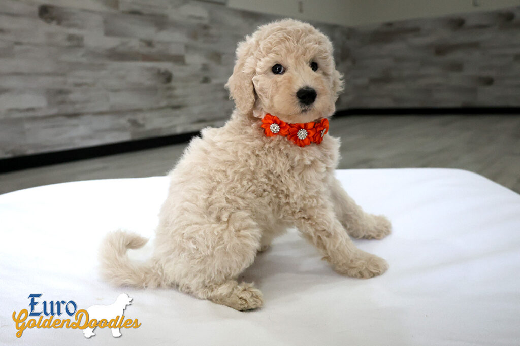 ms orange dolly brady may2026 8wks2