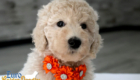 ms orange dolly brady may2026 8wks4