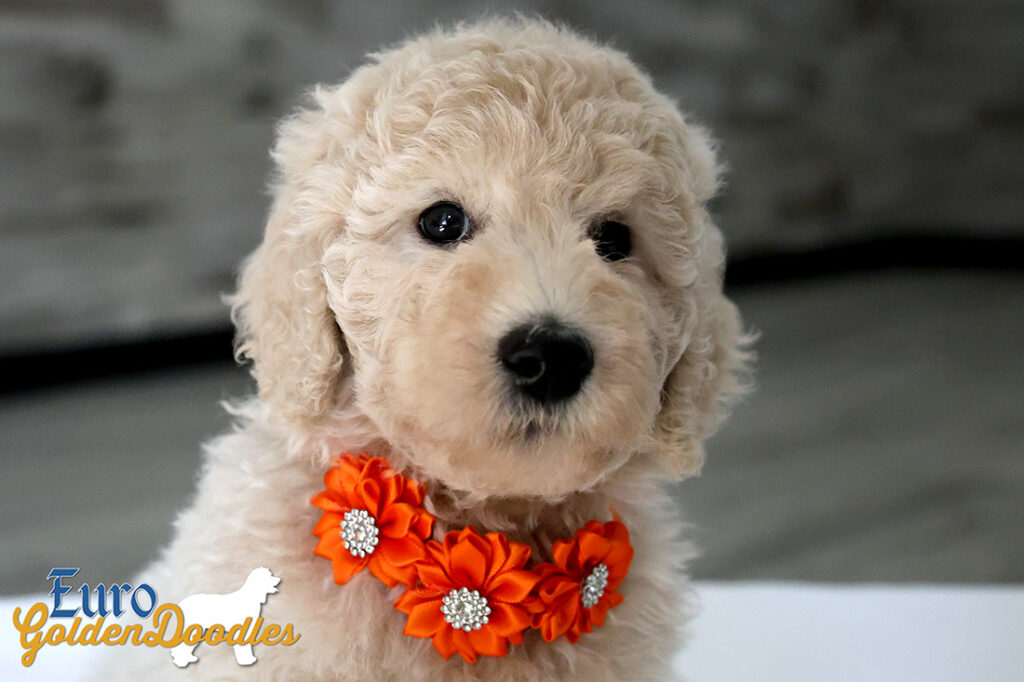 ms orange dolly brady may2026 8wks4
