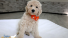 ms orange dolly brady may2026 8wks5