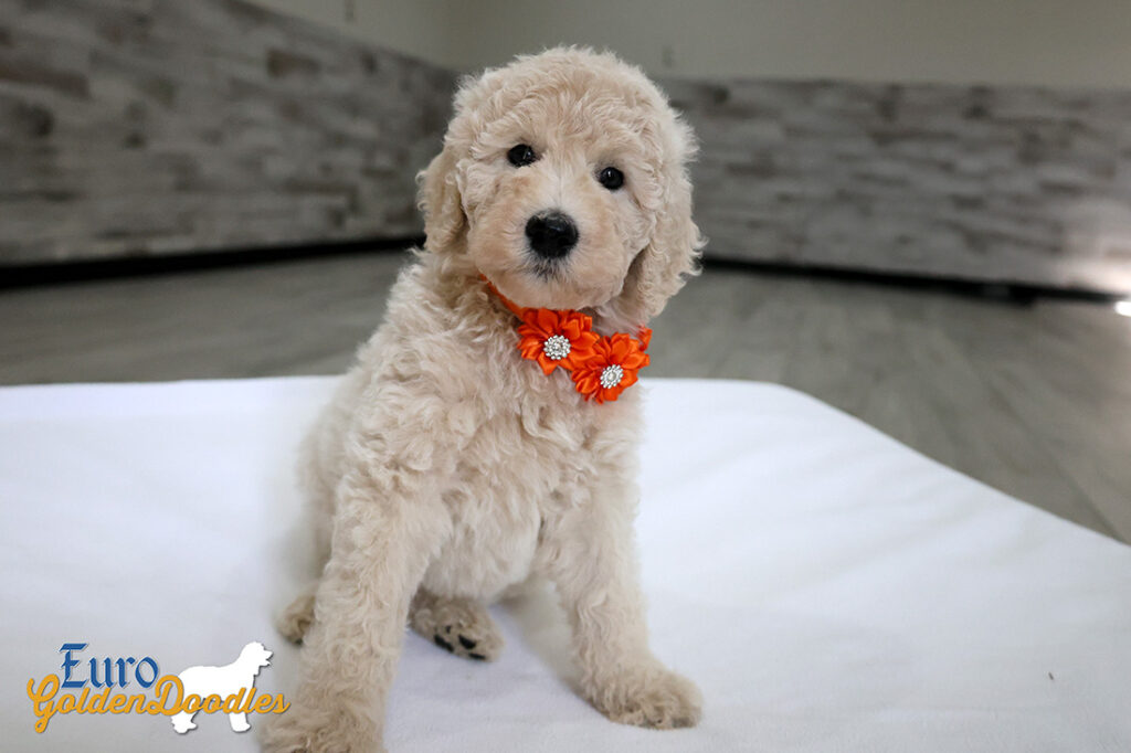 ms orange dolly brady may2026 8wks5