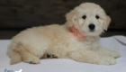 ms. peach goldie enzo may 26 8 wks1