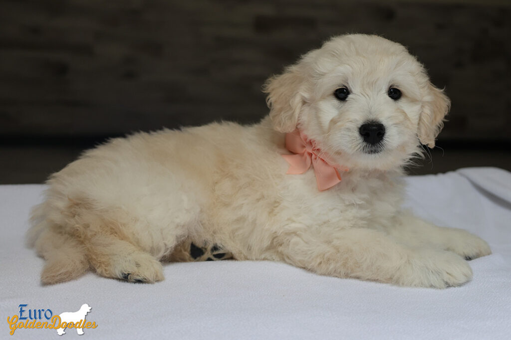 ms. peach goldie enzo may 26 8 wks1 ms. peach goldie enzo may 26 8 wks1