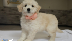 ms. peach goldie enzo may 26 8 wks2
