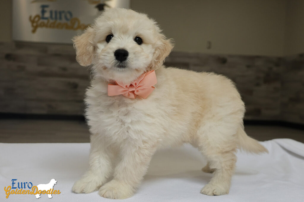 ms. peach goldie enzo may 26 8 wks2 ms. peach goldie enzo may 26 8 wks2