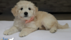 ms. peach goldie enzo may 26 8 wks3