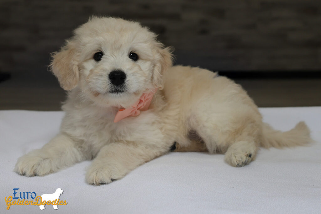 ms. peach goldie enzo may 26 8 wks3 ms. peach goldie enzo may 26 8 wks3