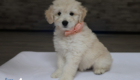 ms. peach goldie enzo may 26 8 wks4