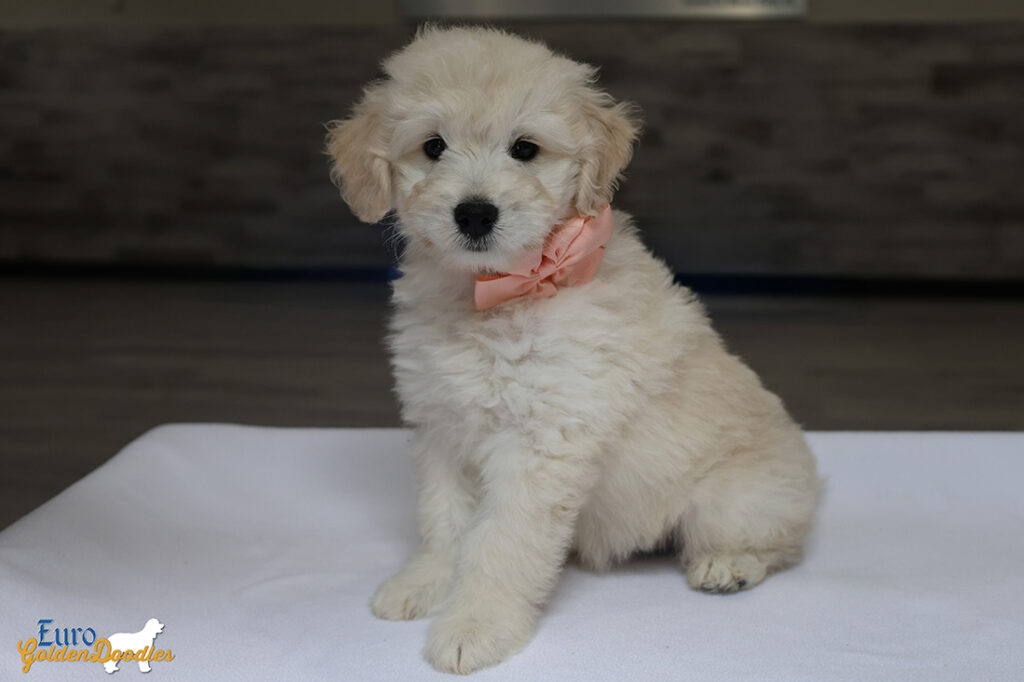 ms. peach goldie enzo may 26 8 wks4 ms. peach goldie enzo may 26 8 wks4