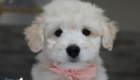 ms. peach goldie enzo may 26 8 wks5