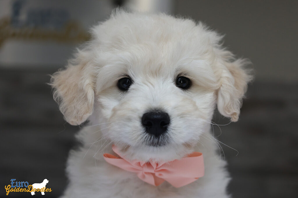 ms. peach goldie enzo may 26 8 wks5 ms. peach goldie enzo may 26 8 wks5