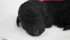 ms. pink jade brady mar26 newborn1