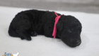 ms. pink jade brady mar26 newborn2