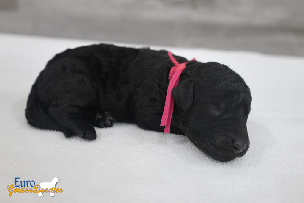 ms. pink jade brady mar26 newborn2