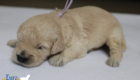 ms. purple goldie enzo may26 2weeks1