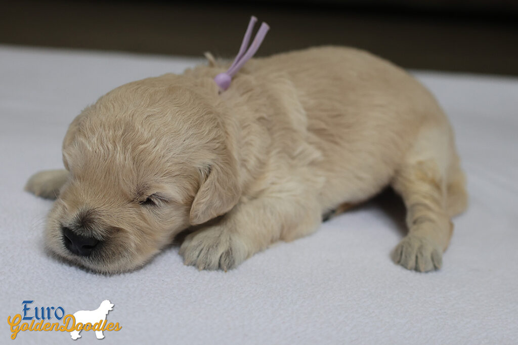 ms. purple goldie enzo may26 2weeks1