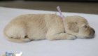 ms. purple goldie enzo may26 2weeks2