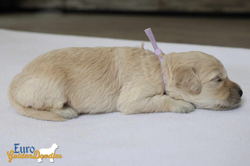 ms. purple goldie enzo may26 2weeks2