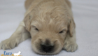 ms. purple goldie enzo may26 2weeks3