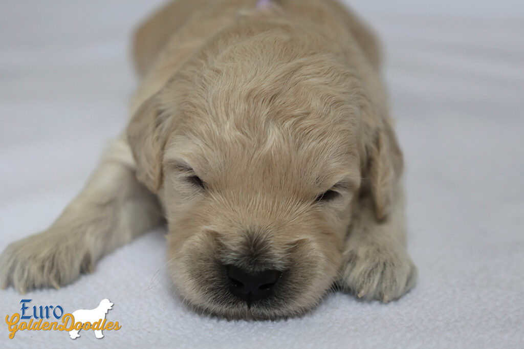 ms. purple goldie enzo may26 2weeks3