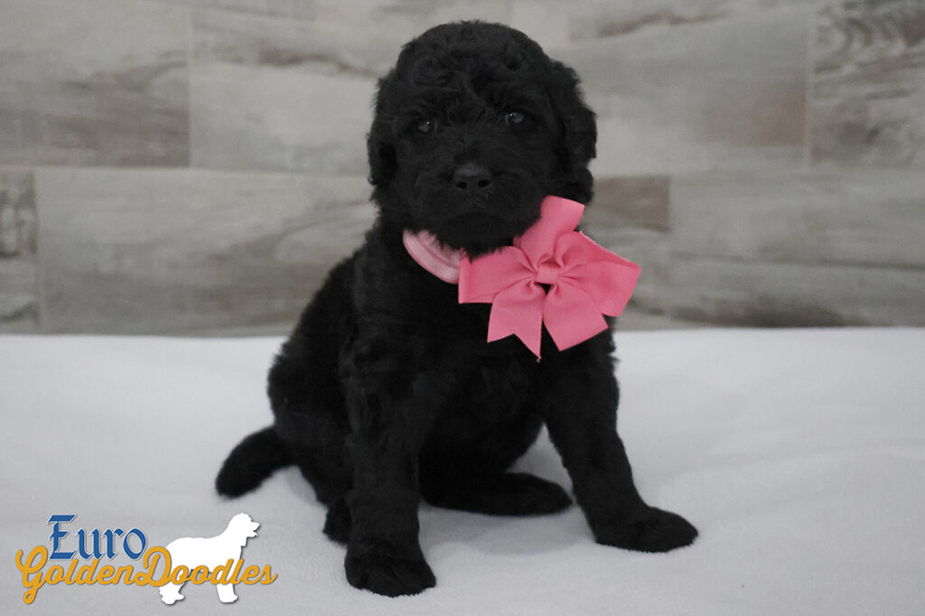 ms.pink jadebrady march26 4wks.3jpg