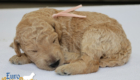 mspeach dolly brady may26 2wks1