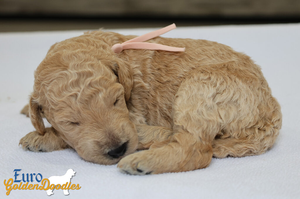 mspeach dolly brady may26 2wks1