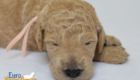 mspeach dolly brady may26 2wks2
