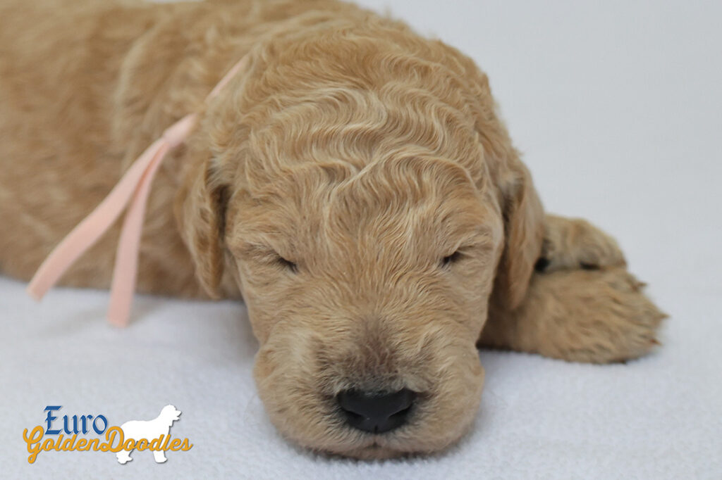 mspeach dolly brady may26 2wks2