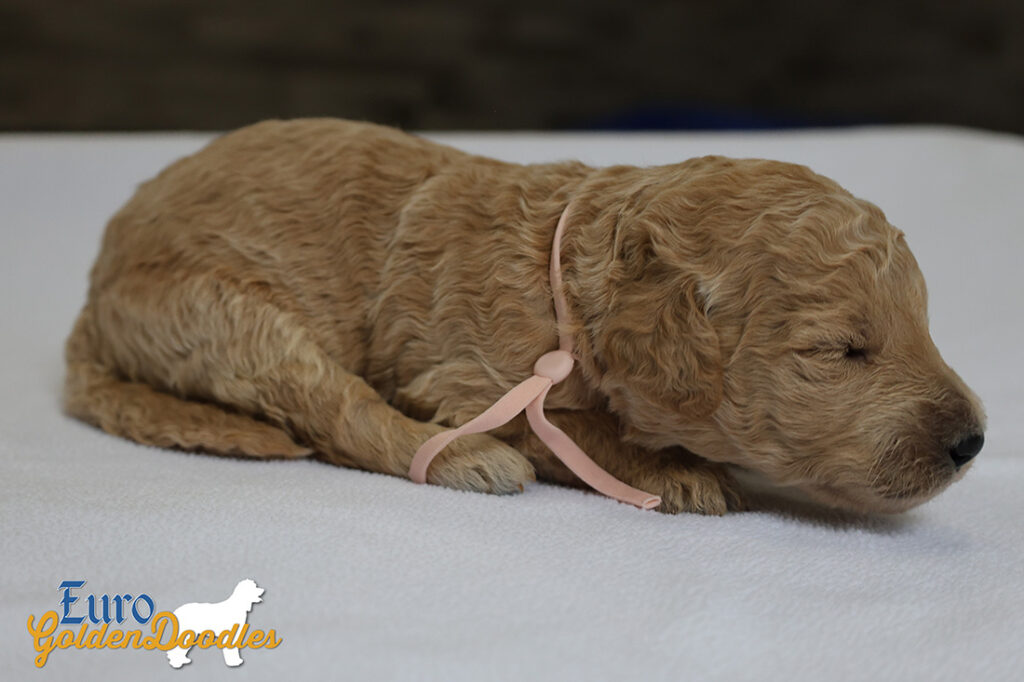 mspeach dolly brady may26 2wks3