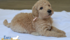 mspeach dolly brady may26 4wks3