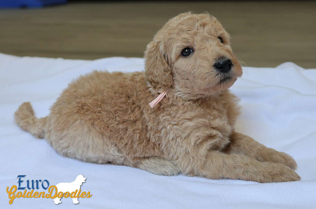 mspeach dolly brady may26 4wks3