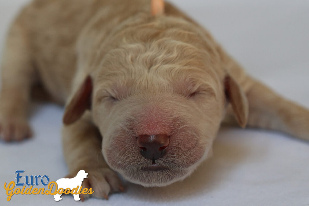 mspeach dolly brady may28 newborns1