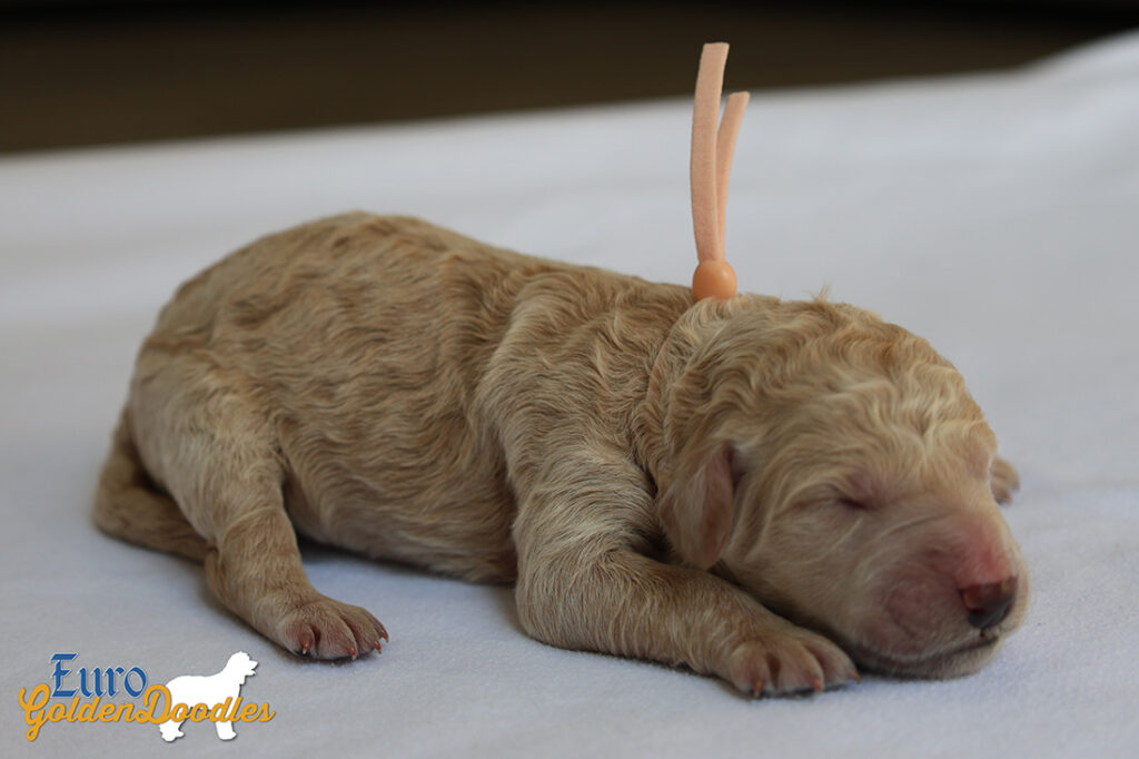 mspeach dolly brady may28 newborns2
